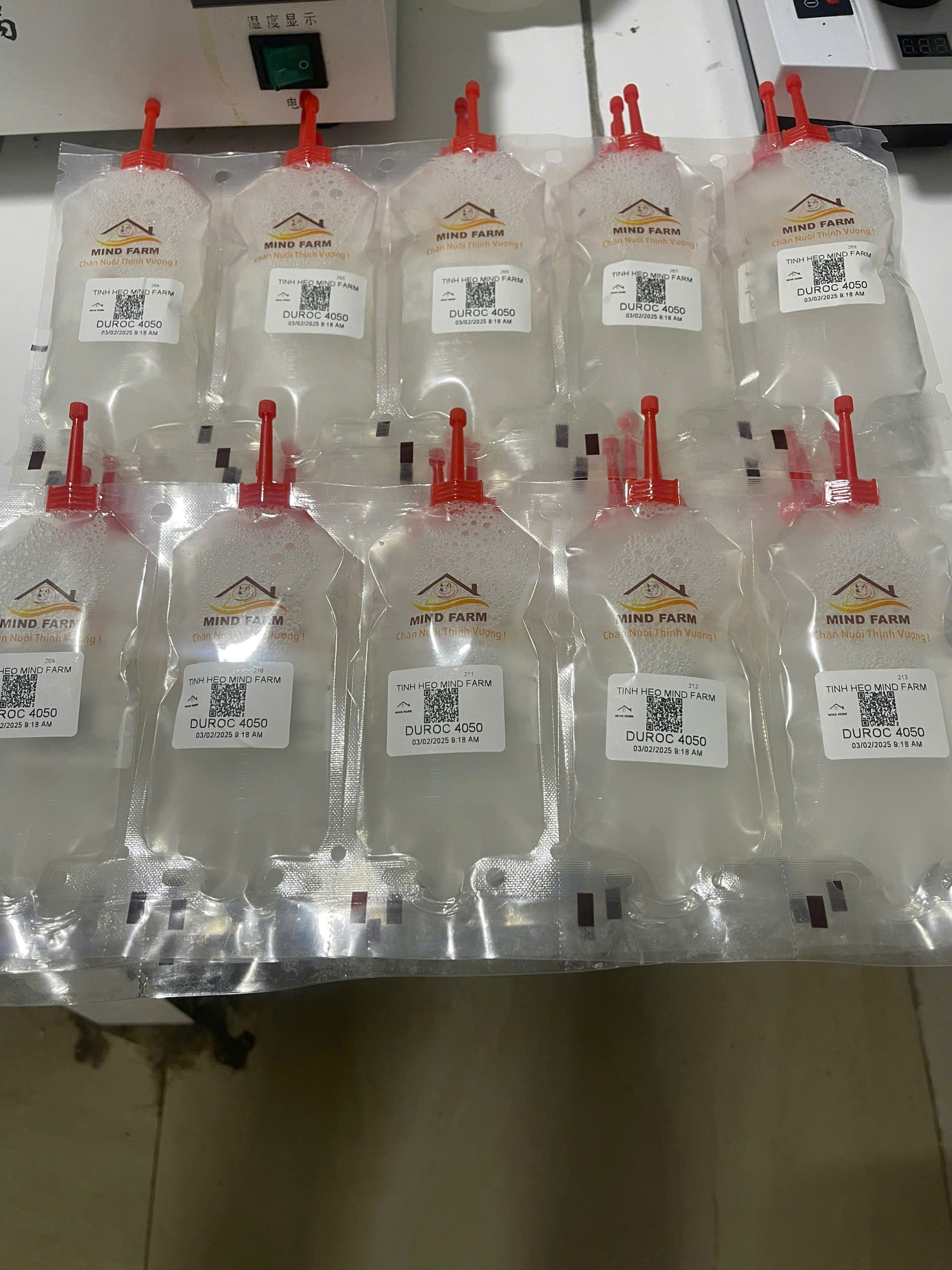 Tinh heo đực giống Yorkshire (GP)