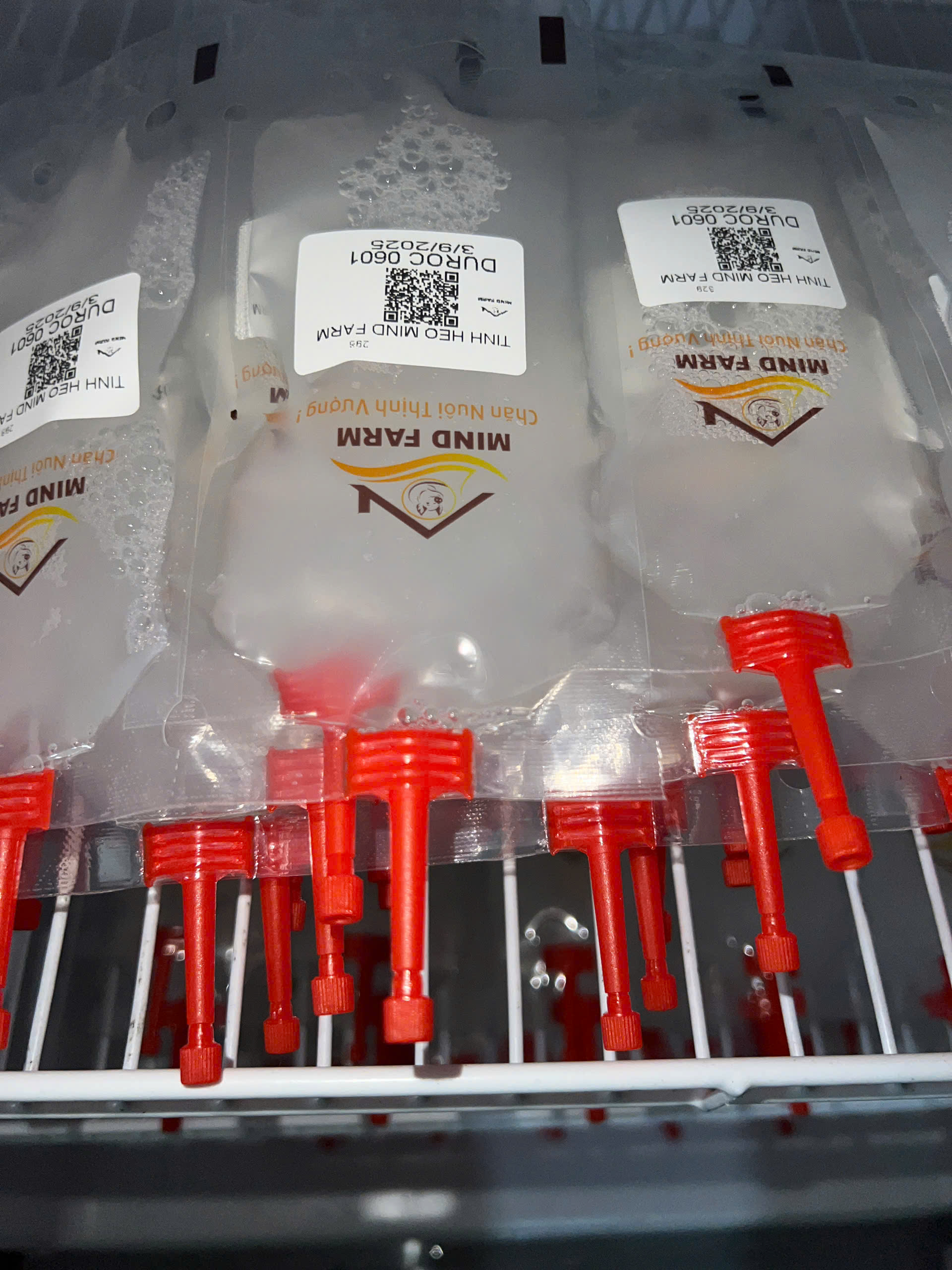 Tinh heo đực giống DUROC